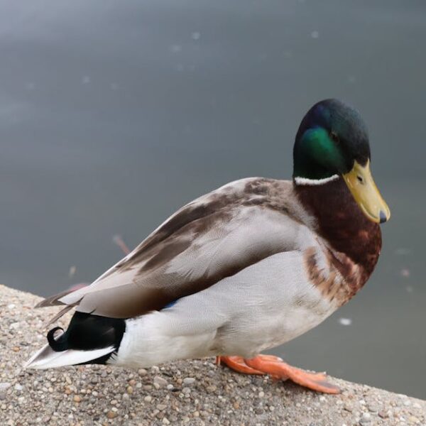 Quick Guide: Effective Ways to Stop Birds from Chirping