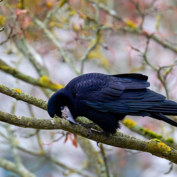 A black crow is perched on a mossy tree branch, bending its head down as if pecking or examining something on the branch.