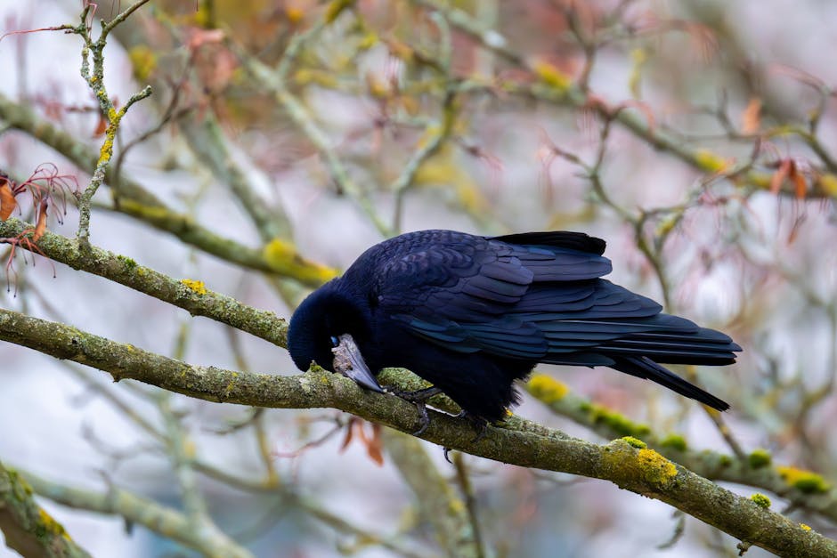 A black crow is perched on a mossy tree branch, bending its head down as if pecking or examining something on the branch.