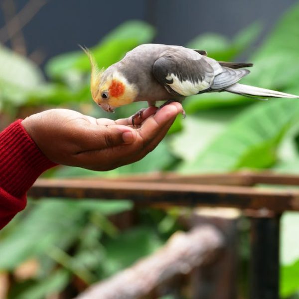 A person in a red sleeve holds out their hand to feed a cockatiel perched on their fingers, with green leaves in the background.