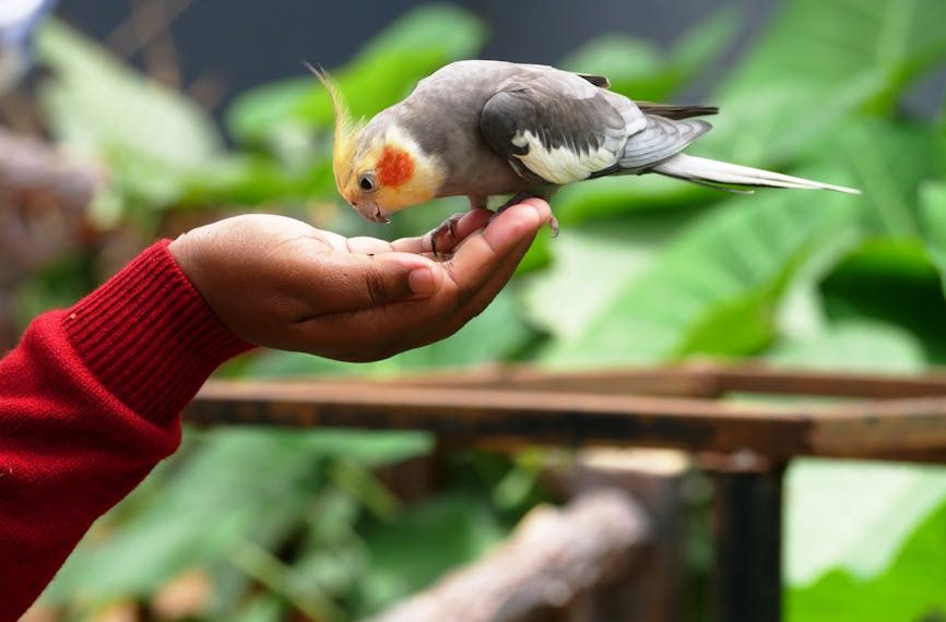 A person in a red sleeve holds out their hand to feed a cockatiel perched on their fingers, with green leaves in the background.