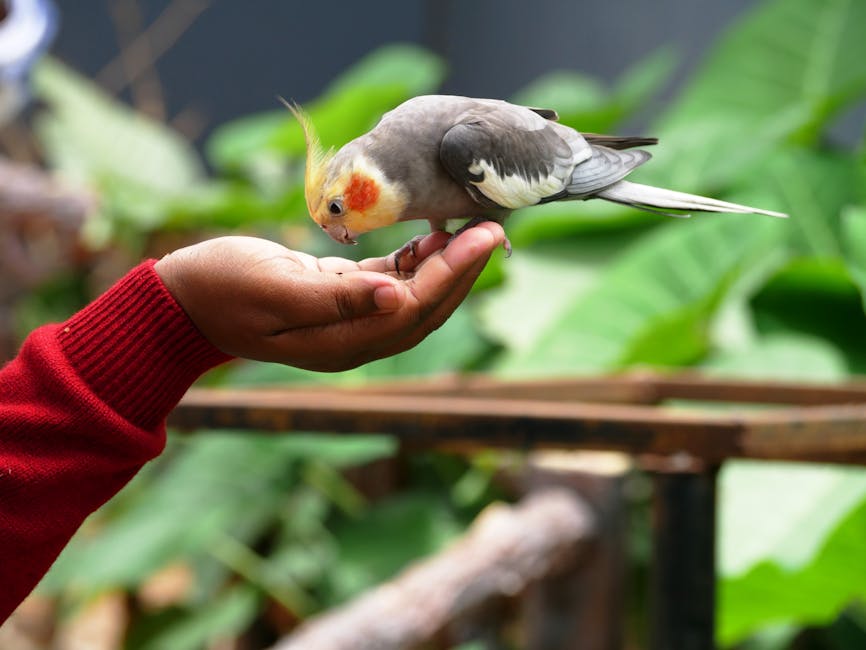 A person in a red sleeve holds out their hand to feed a cockatiel perched on their fingers, with green leaves in the background.