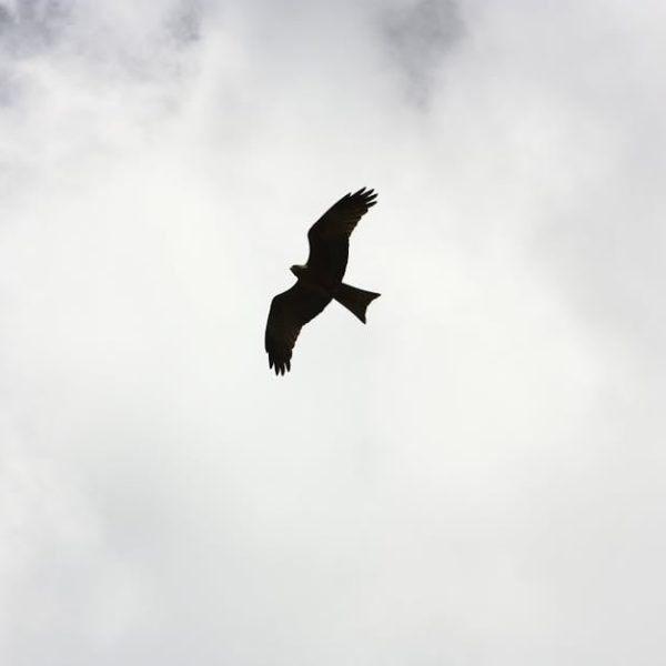 A single bird is silhouetted against a cloudy sky, flying with wings fully extended.