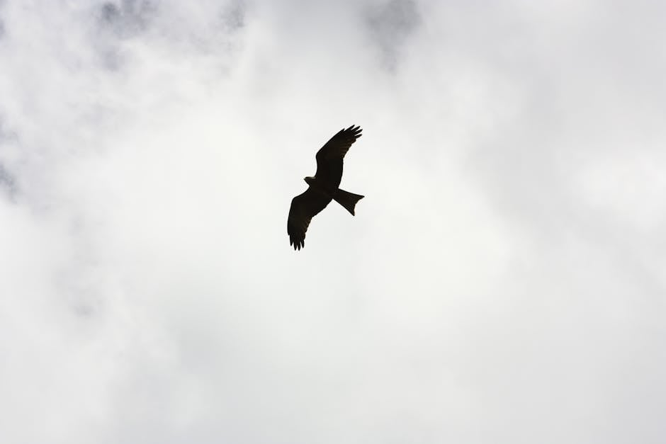 A single bird is silhouetted against a cloudy sky, flying with wings fully extended.