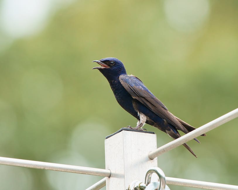 A dark blue bird with open beak perches on a metal post with blurred green foliage in the background.