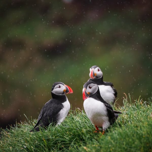 Three puffins with black and white feathers and orange beaks stand on grassy ground in light rain with a blurred natural background.