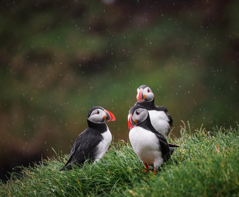Three puffins with black and white feathers and orange beaks stand on grassy ground in light rain with a blurred natural background.