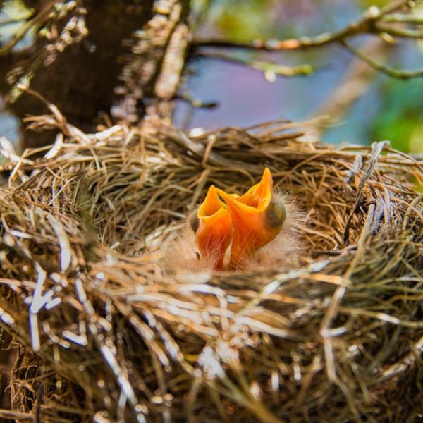 Two baby birds with open mouths sit in a nest made of twigs and straw, located in a tree with green leaves visible around them.