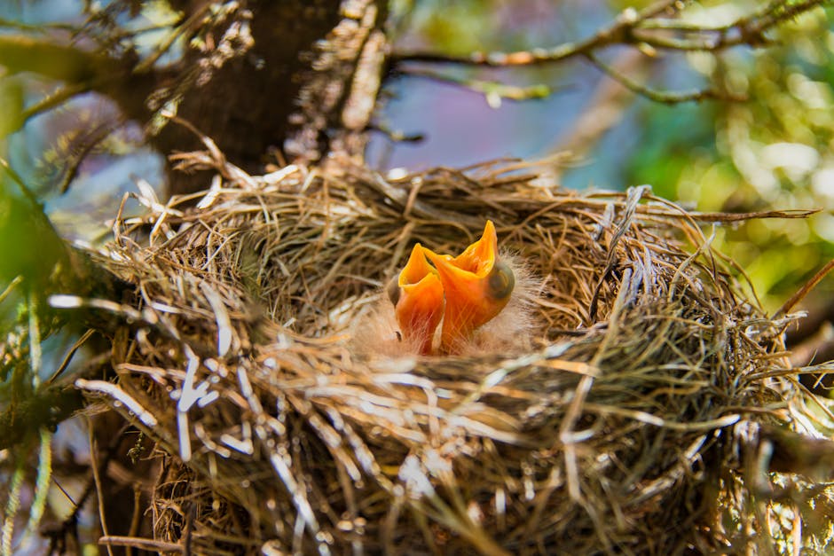 Two baby birds with open mouths sit in a nest made of twigs and straw, located in a tree with green leaves visible around them.