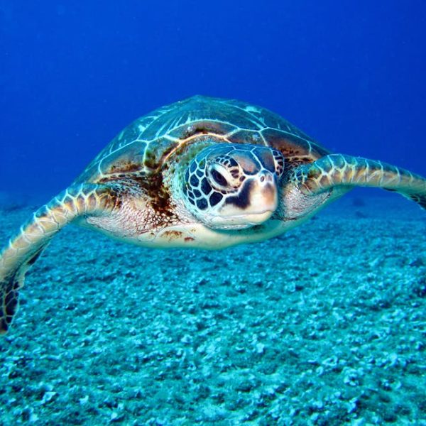 A sea turtle swims underwater above a rocky ocean floor, with its flippers extended and a blue background.