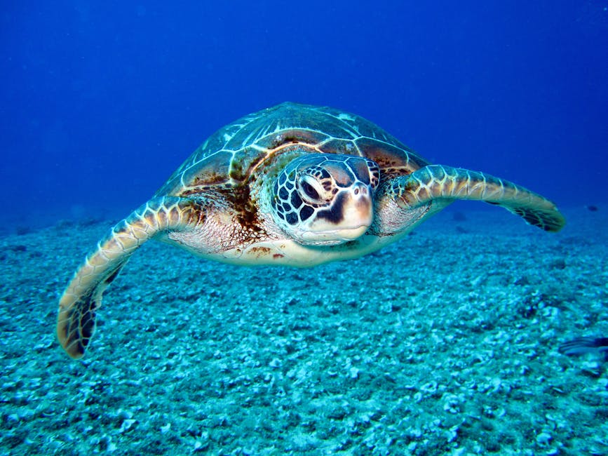 A sea turtle swims underwater above a rocky ocean floor, with its flippers extended and a blue background.