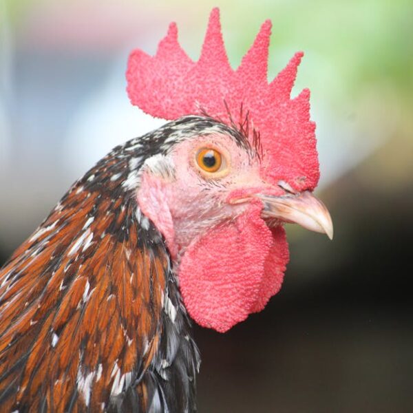 Close-up of a rooster with a prominent red comb and wattles, brown and black feathers, and a blurred green background.