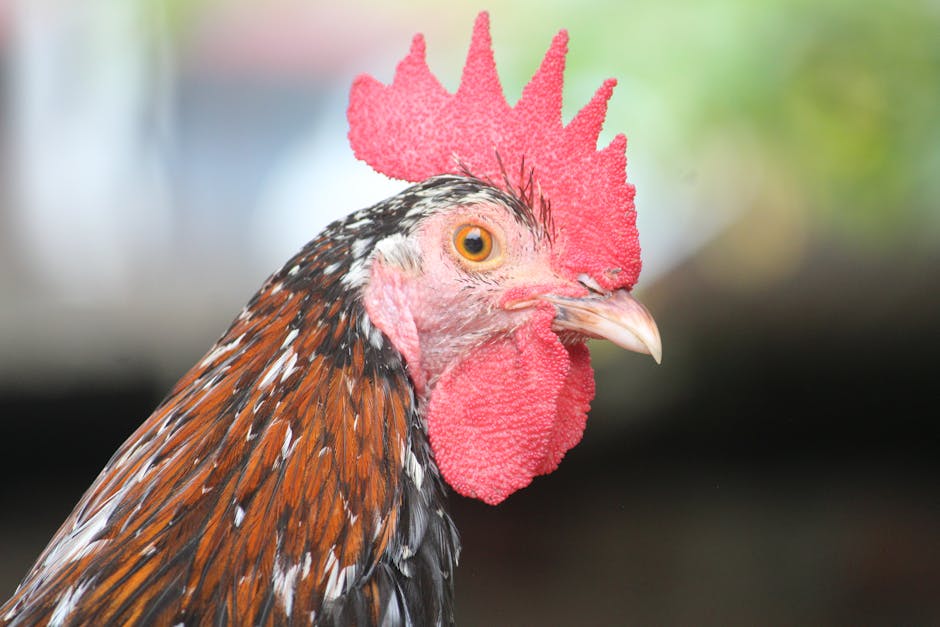 Close-up of a rooster with a prominent red comb and wattles, brown and black feathers, and a blurred green background.