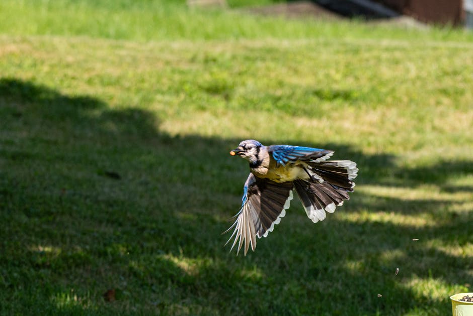 A blue jay flies low over a grassy lawn with a small object in its beak, wings spread wide, and sunlight casting shadows on the ground.