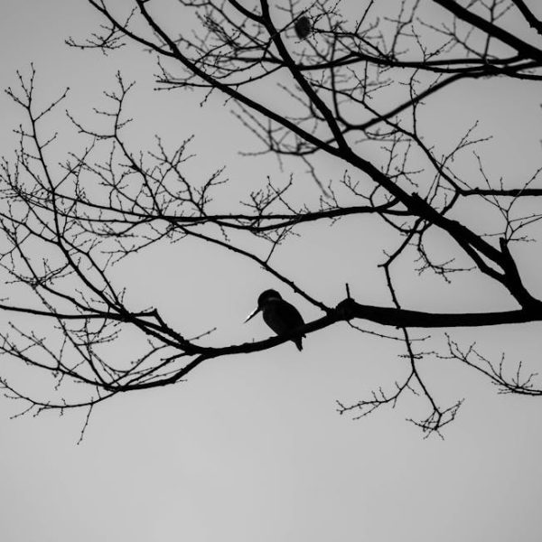 A bird is perched on a bare tree branch, with the silhouette of the branches and bird against a gray sky.