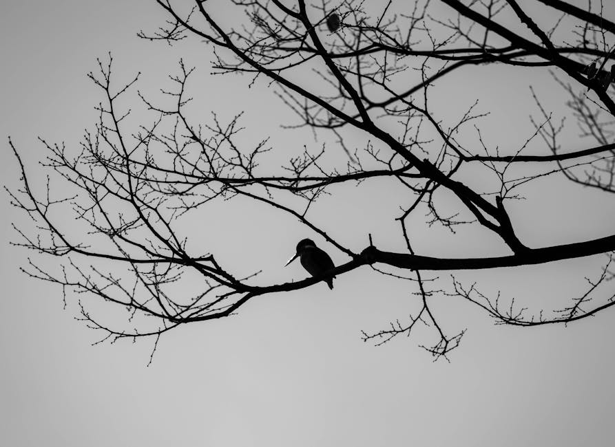 A bird is perched on a bare tree branch, with the silhouette of the branches and bird against a gray sky.