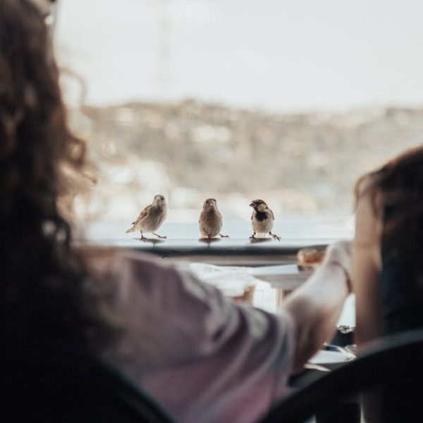 Two people sit at a table while three small birds perch on the edge outside, with a blurred landscape in the background.