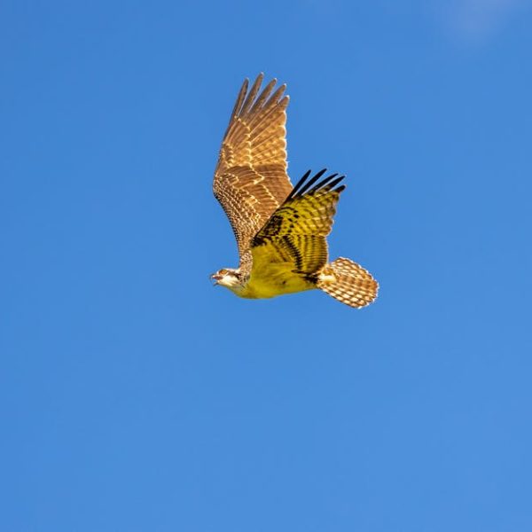 A hawk with outstretched wings soars through a clear blue sky.