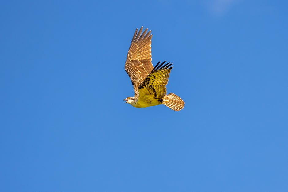 A hawk with outstretched wings soars through a clear blue sky.