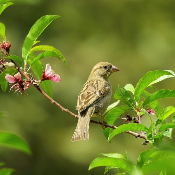 A small brown bird is perched on a branch with green leaves and pink flowers against a blurred green background.