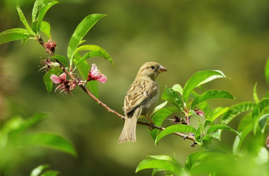 A small brown bird is perched on a branch with green leaves and pink flowers against a blurred green background.