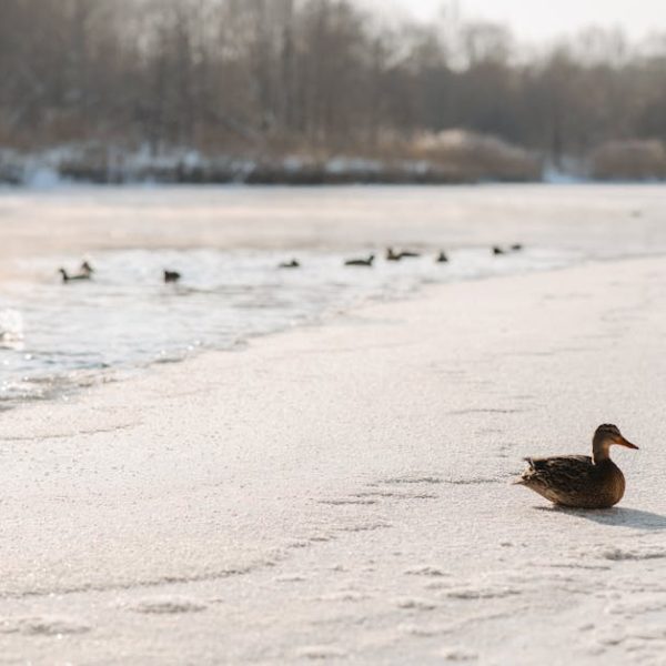 A duck sits on a snowy, frozen lake shore with a group of ducks swimming in the water in the background. Bare trees line the far edge of the lake.