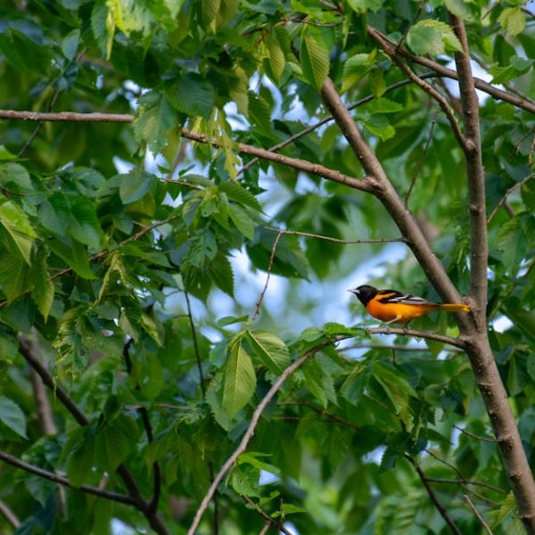 A small orange and black bird is perched on a branch amid dense green leaves.