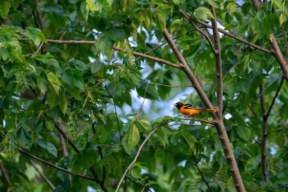 A small orange and black bird is perched on a branch amid dense green leaves.