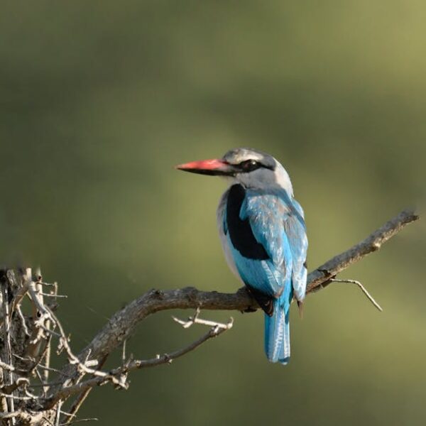 The Heartbreaking Reactions of Birds to Losing Their Babies