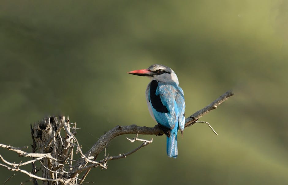 A blue and black bird with a red beak perches on a bare branch against a blurred green background.