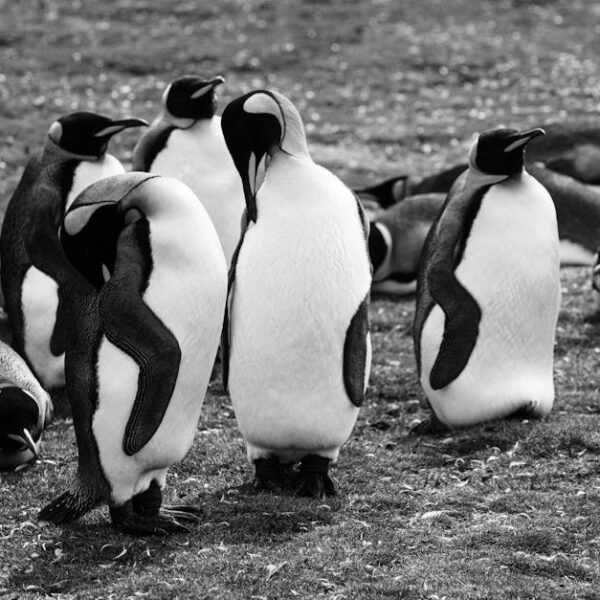 A group of emperor penguins stands and lies on grassy ground, some facing forward and others turned or resting, in a black and white photo.