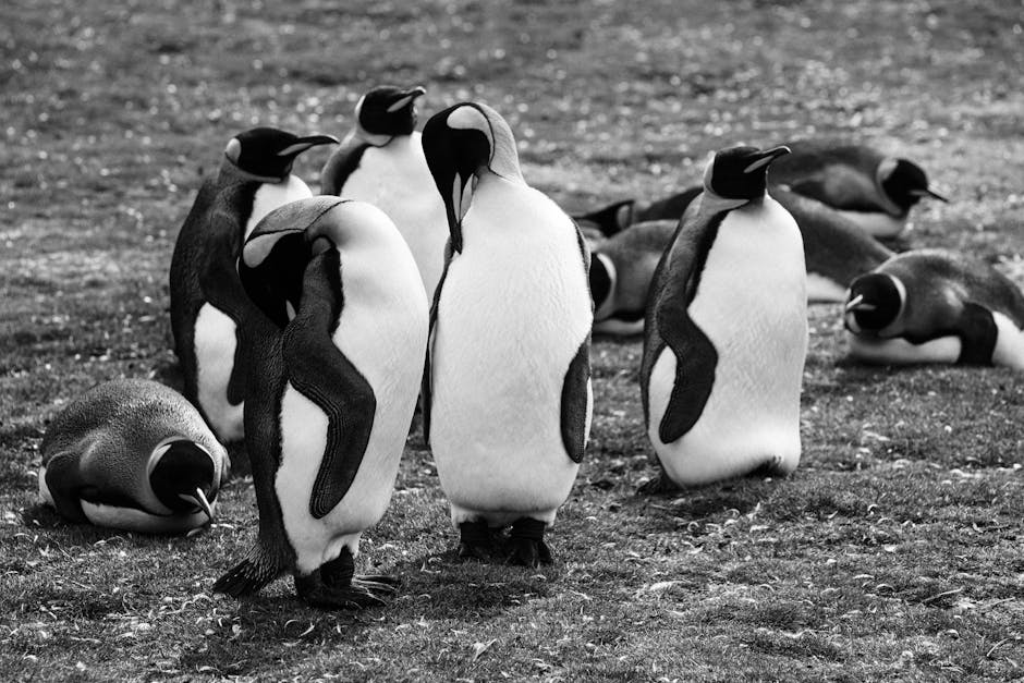 A group of emperor penguins stands and lies on grassy ground, some facing forward and others turned or resting, in a black and white photo.