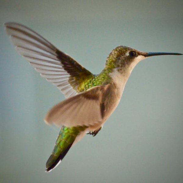 A close-up of a hummingbird with green and white feathers hovering mid-air against a plain, blurred background.