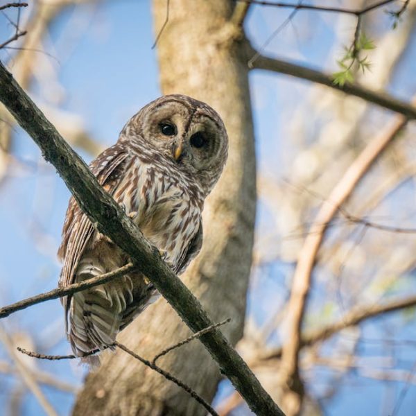 A barred owl perched on a tree branch, surrounded by bare branches, with a clear blue sky in the background.