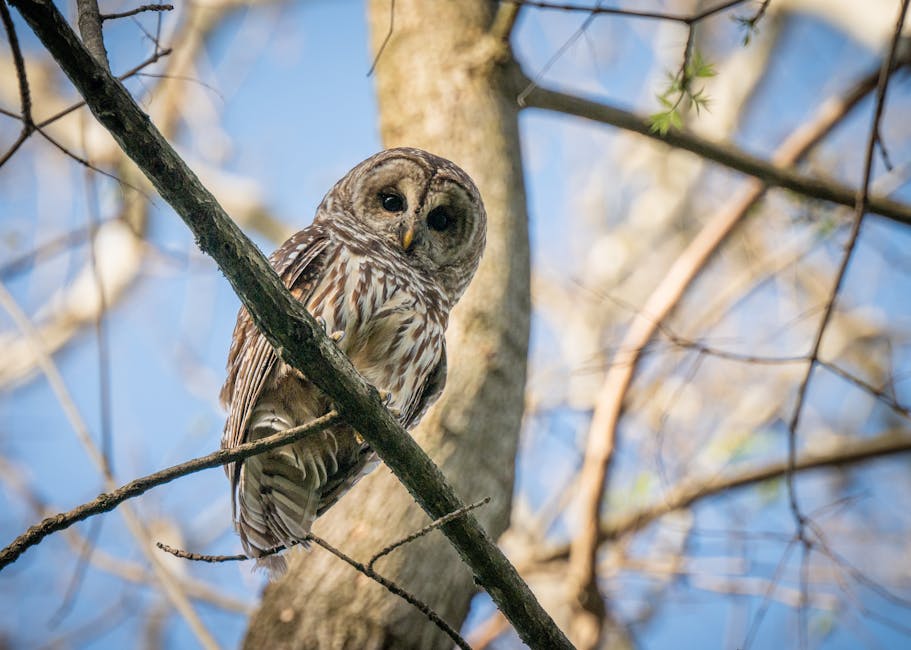 A barred owl perched on a tree branch, surrounded by bare branches, with a clear blue sky in the background.