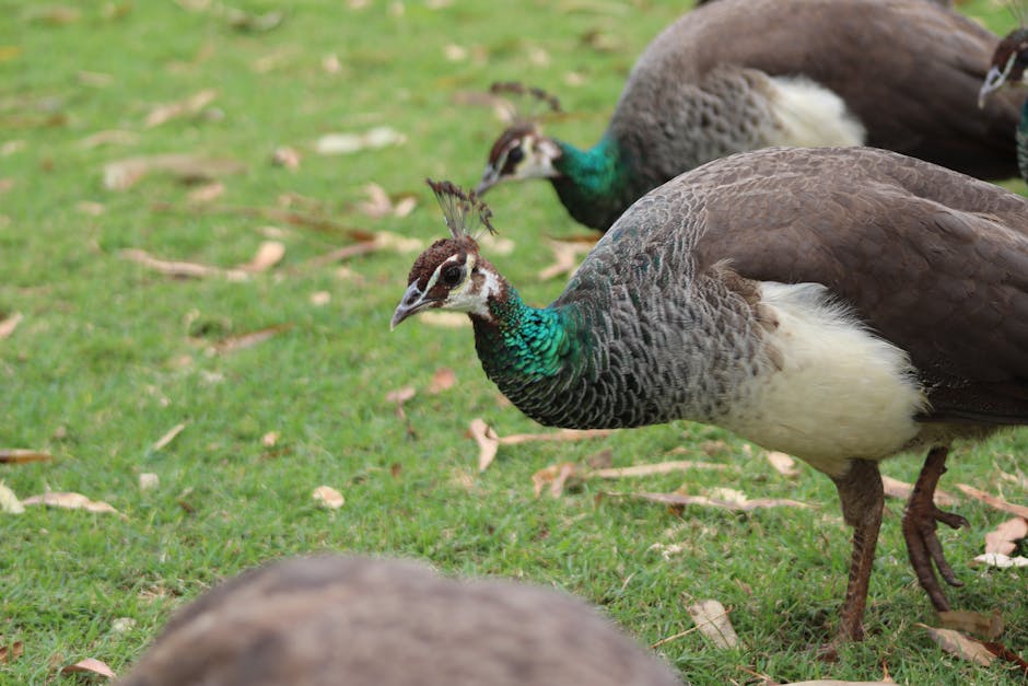 Several peahens with green and brown feathers are grazing on a grassy area scattered with dry leaves.