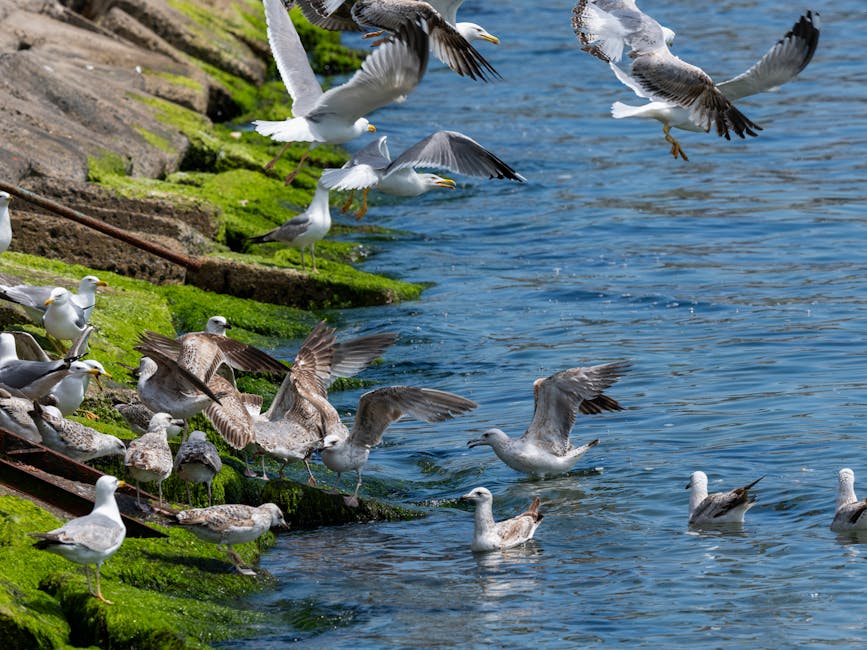 A flock of seagulls gathers and flies near the edge of a moss-covered stone embankment by the water.