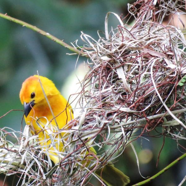 A yellow bird with an orange head perches on a nest made of twigs and dry grass, surrounded by green foliage.