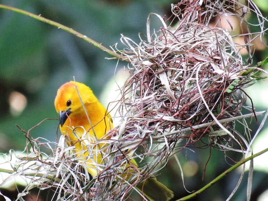 A yellow bird with an orange head perches on a nest made of twigs and dry grass, surrounded by green foliage.