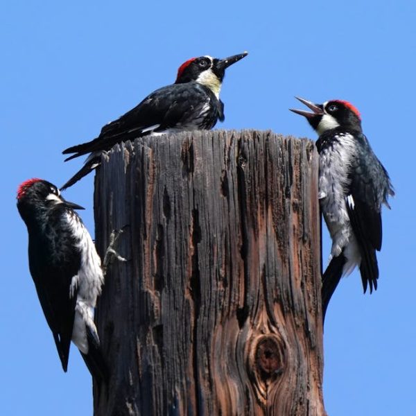 Three acorn woodpeckers with red caps perch on an old wooden post against a clear blue sky; one appears to be calling or vocalizing.