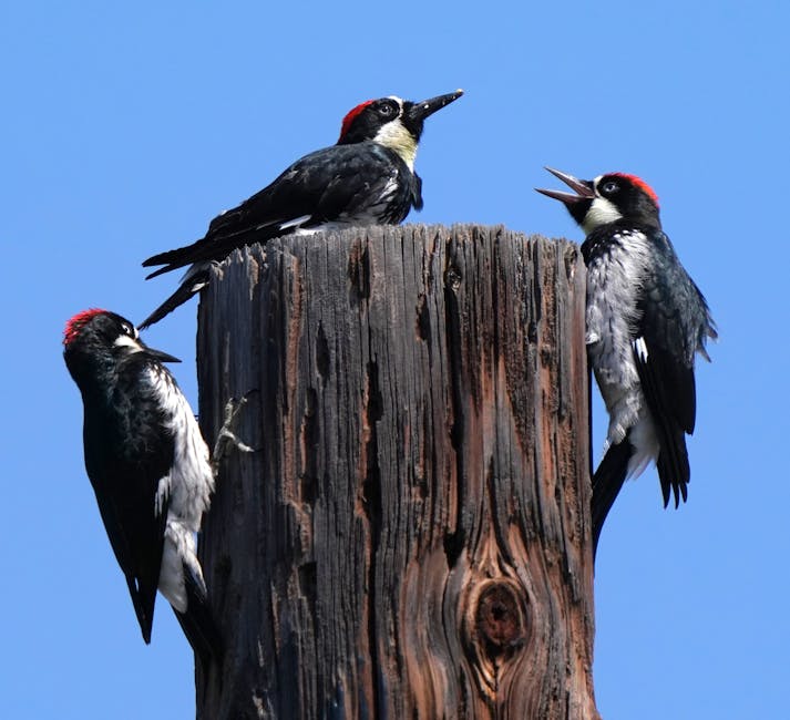 Three acorn woodpeckers with red caps perch on an old wooden post against a clear blue sky; one appears to be calling or vocalizing.