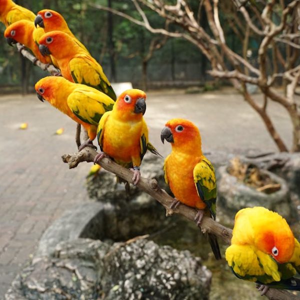 A group of bright yellow and orange parrots perched in a row on a branch in an outdoor enclosure with trees and stone features.