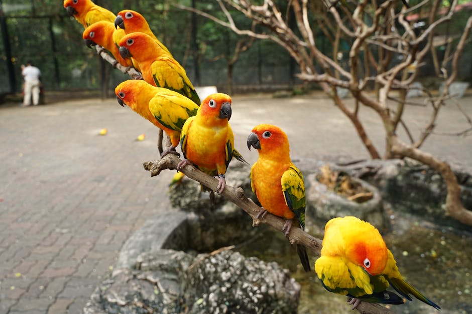 A group of bright yellow and orange parrots perched in a row on a branch in an outdoor enclosure with trees and stone features.