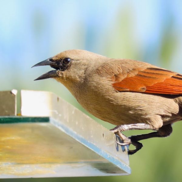 A small brown bird with reddish wings perches on the edge of a glass feeder, with its beak open and a blurred green background.