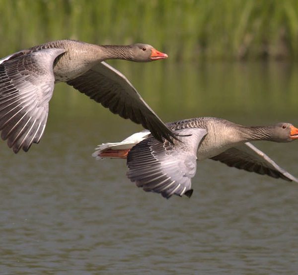 Two grey geese with orange beaks are flying closely together over a body of water, with green reeds in the background.