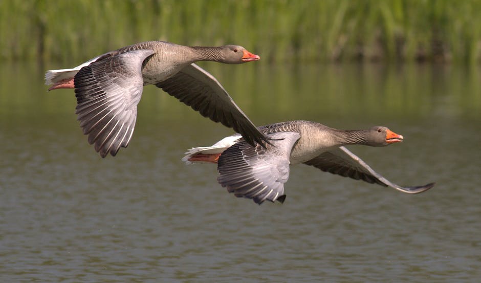 Two grey geese with orange beaks are flying closely together over a body of water, with green reeds in the background.