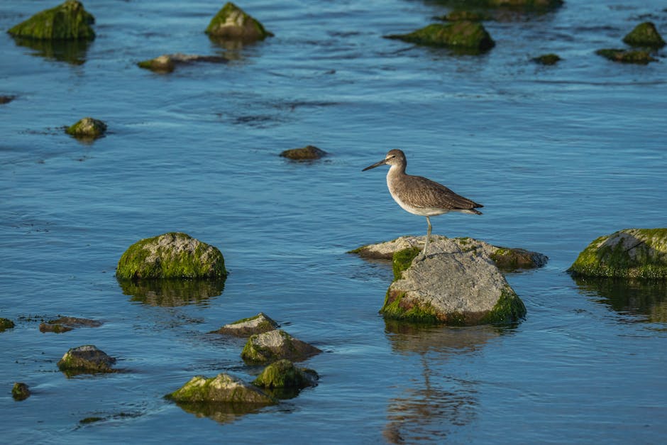 A shorebird stands on a moss-covered rock surrounded by shallow water and other rocks.