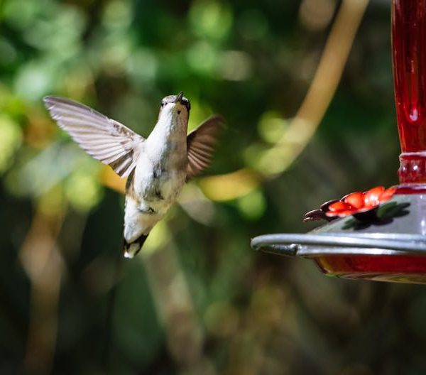 A hummingbird hovers in mid-air near a red feeder with a blurred green background.