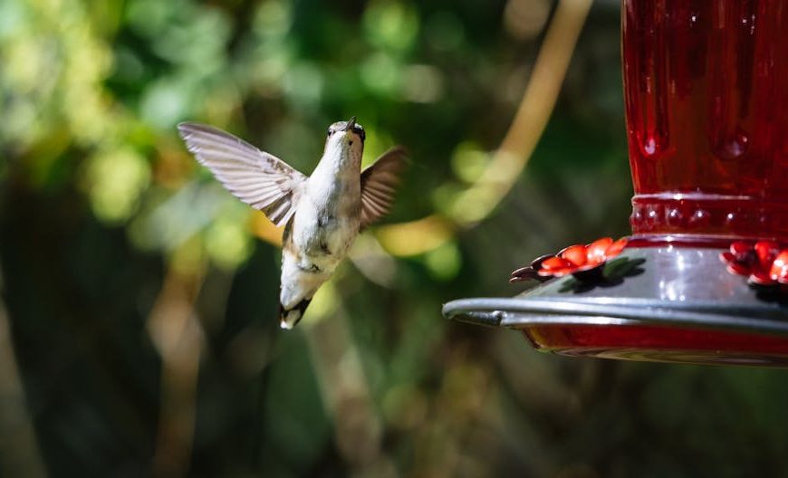 A hummingbird hovers in mid-air near a red feeder with a blurred green background.