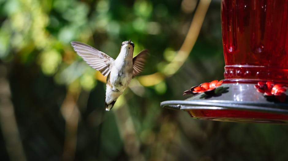 A hummingbird hovers in mid-air near a red feeder with a blurred green background.